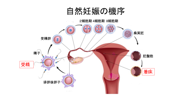 イメージ図 自然妊娠の機序