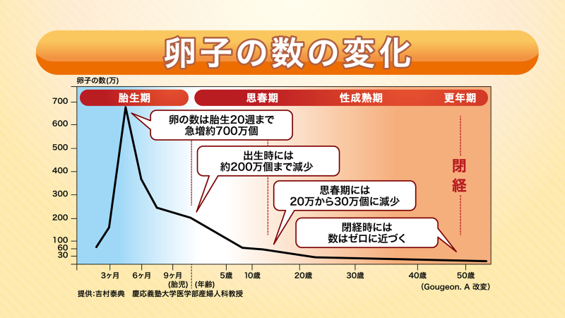 イメージ図 卵子の数の変化